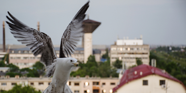 Dedicated Bird Control Solutions in Edinburgh