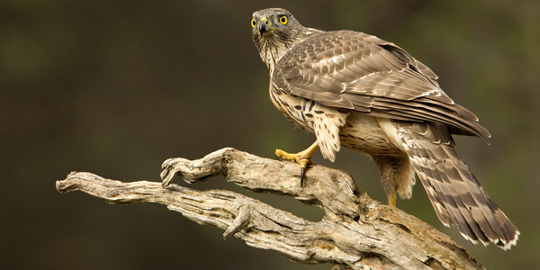 Falconry Control Solutions in Edinburgh