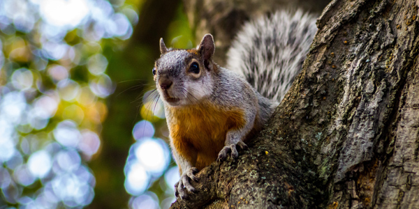 Dedicated Squirrels Solutions in Edinburgh